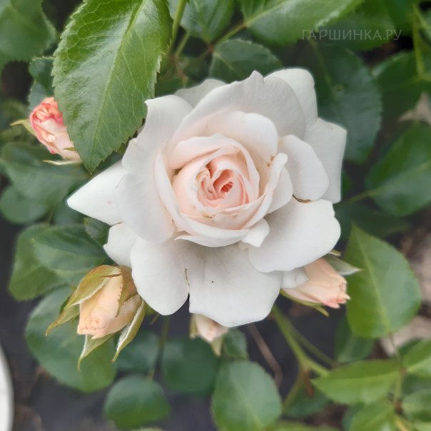 превью изображения отзыва