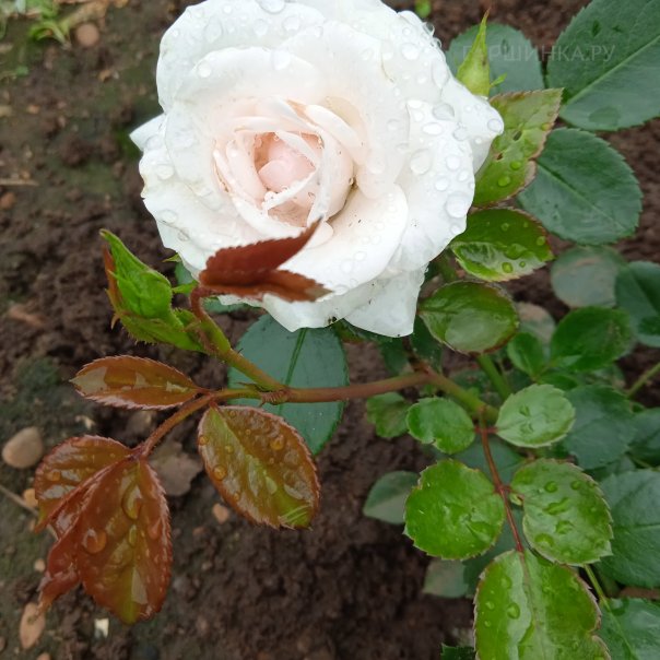 превью изображения отзыва