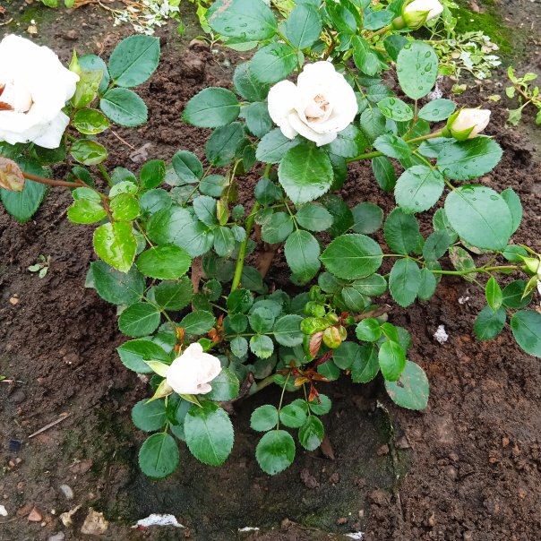 превью изображения отзыва