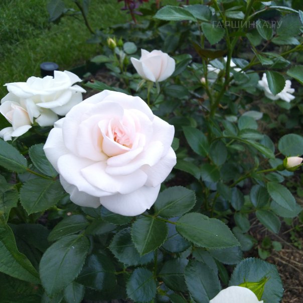 превью изображения отзыва