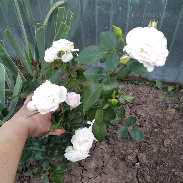 превью изображения отзыва