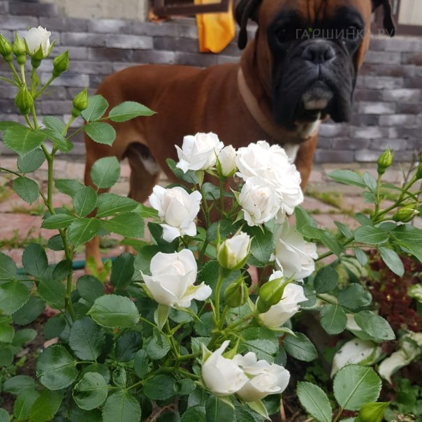 превью изображения отзыва