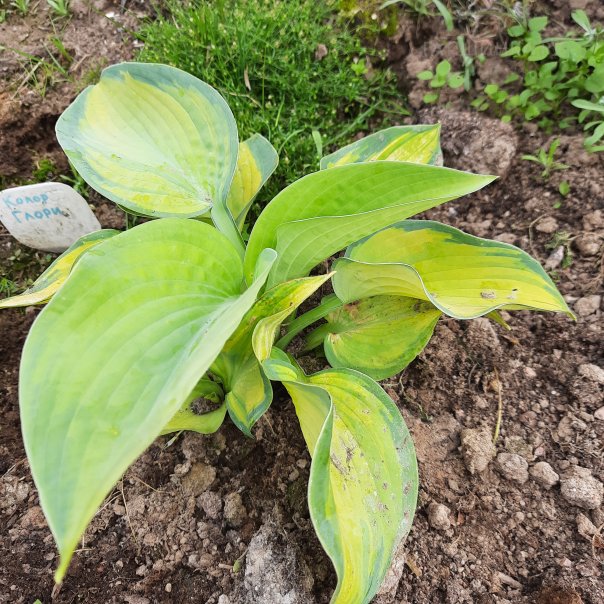 превью изображения отзыва