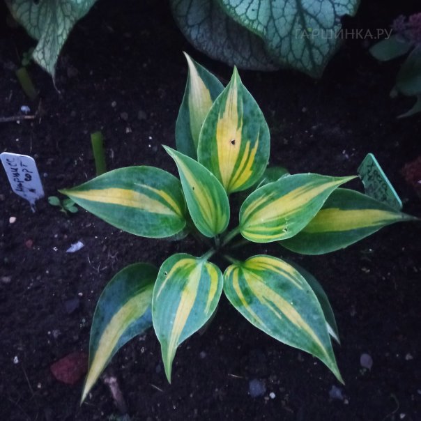 превью изображения отзыва