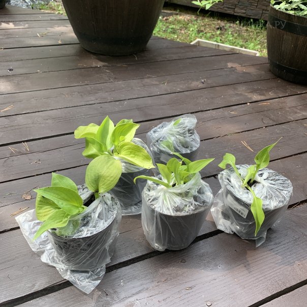 превью изображения отзыва