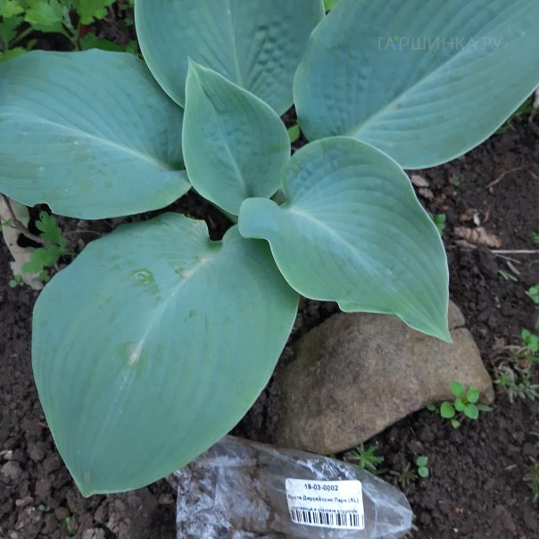 превью изображения отзыва