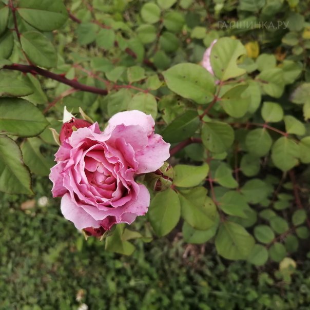 превью изображения отзыва