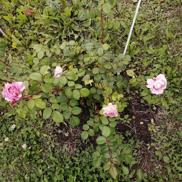 превью изображения отзыва