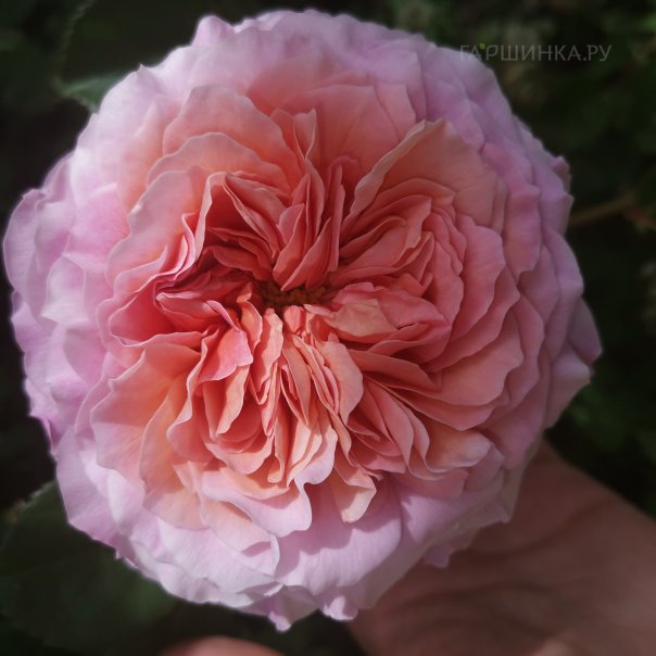 превью изображения отзыва