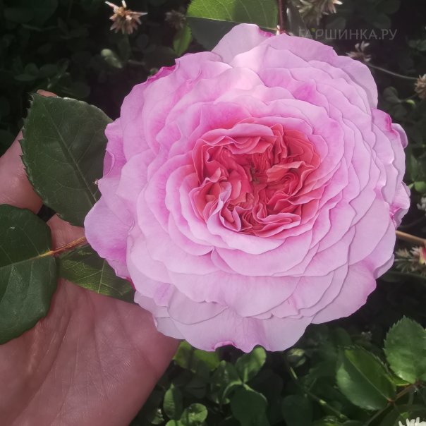 превью изображения отзыва