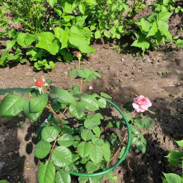 превью изображения отзыва