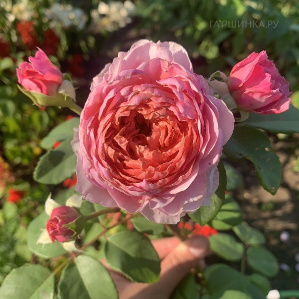 превью изображения отзыва