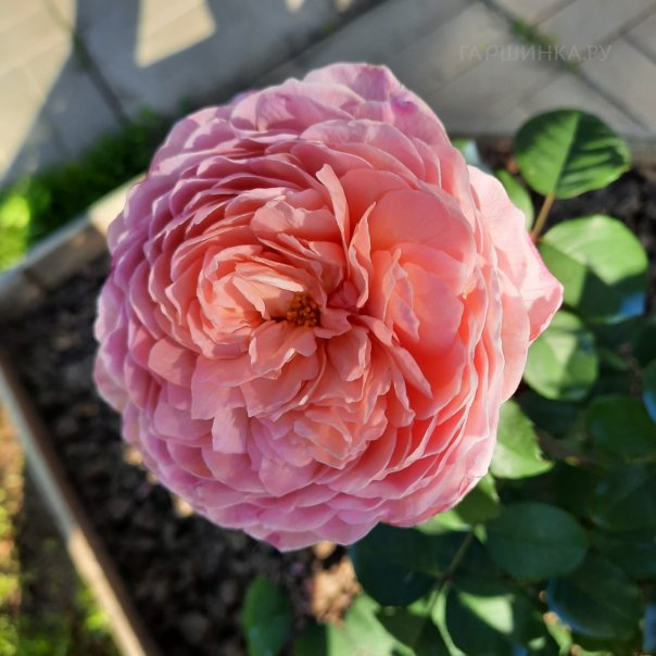 превью изображения отзыва