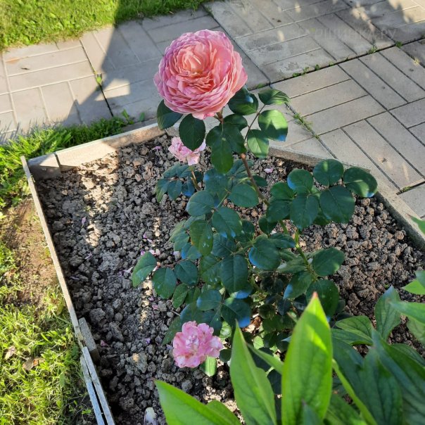 превью изображения отзыва