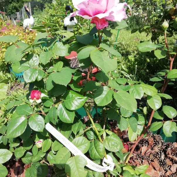 превью изображения отзыва