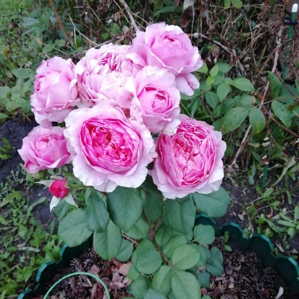 превью изображения отзыва