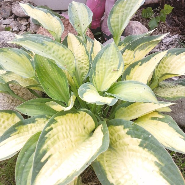 превью изображения отзыва