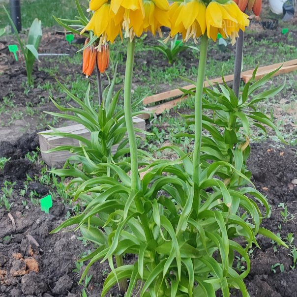 превью изображения отзыва