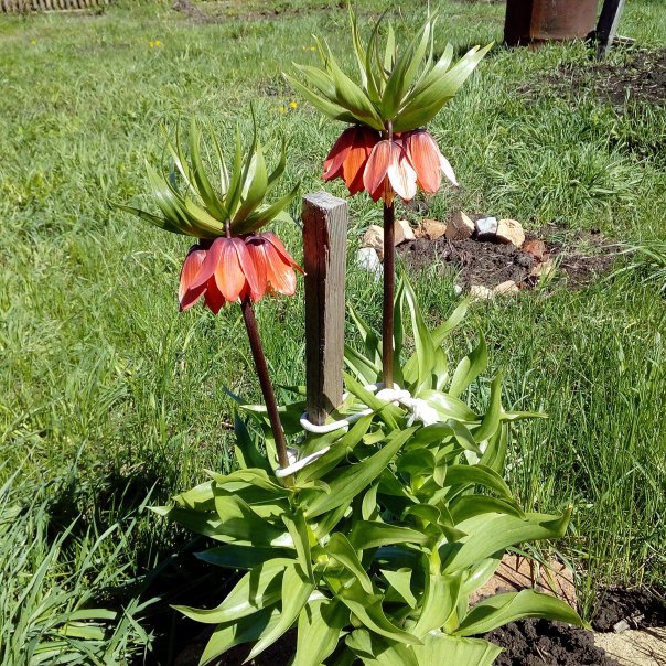 превью изображения отзыва