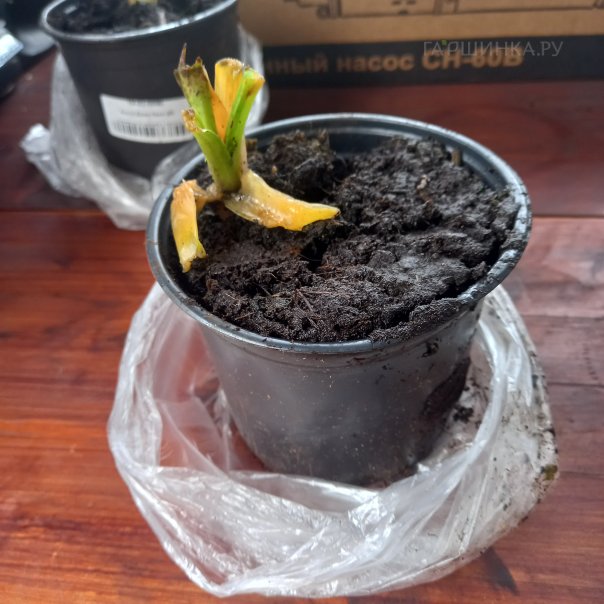 превью изображения отзыва