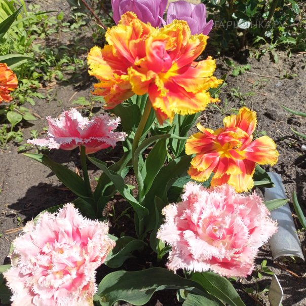 превью изображения отзыва