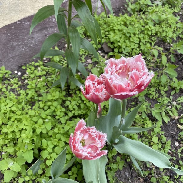 превью изображения отзыва