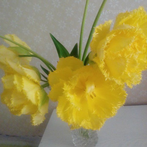 превью изображения отзыва