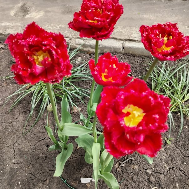 превью изображения отзыва