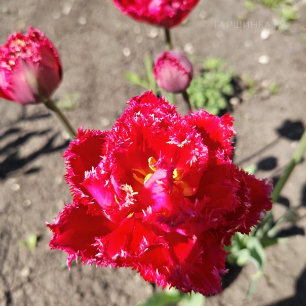 превью изображения отзыва