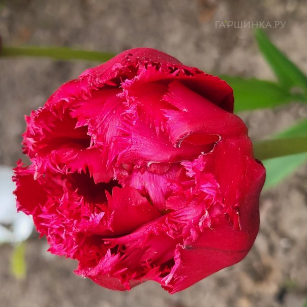 превью изображения отзыва