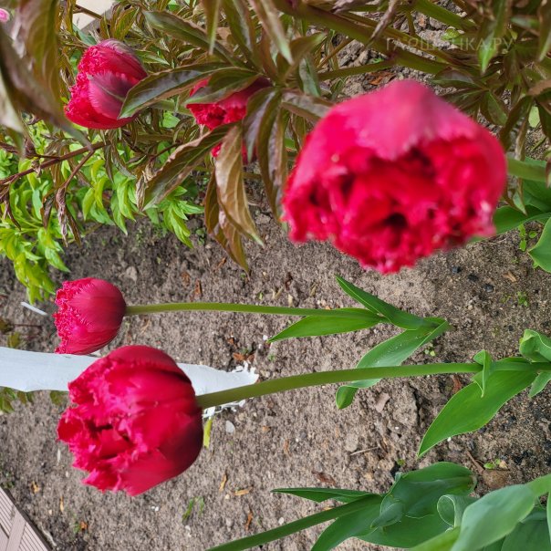 превью изображения отзыва