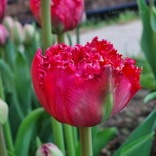 превью изображения отзыва