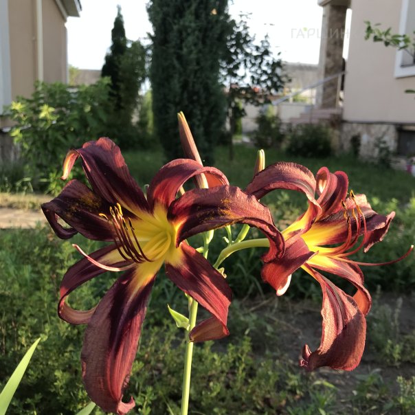 превью изображения отзыва