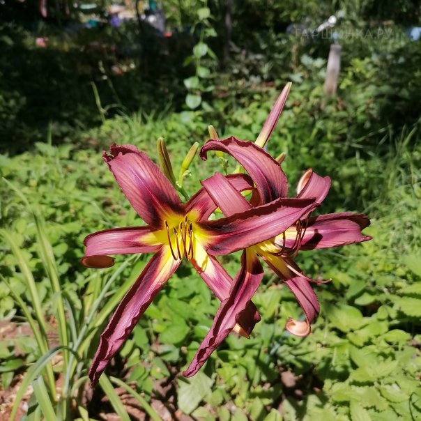 превью изображения отзыва