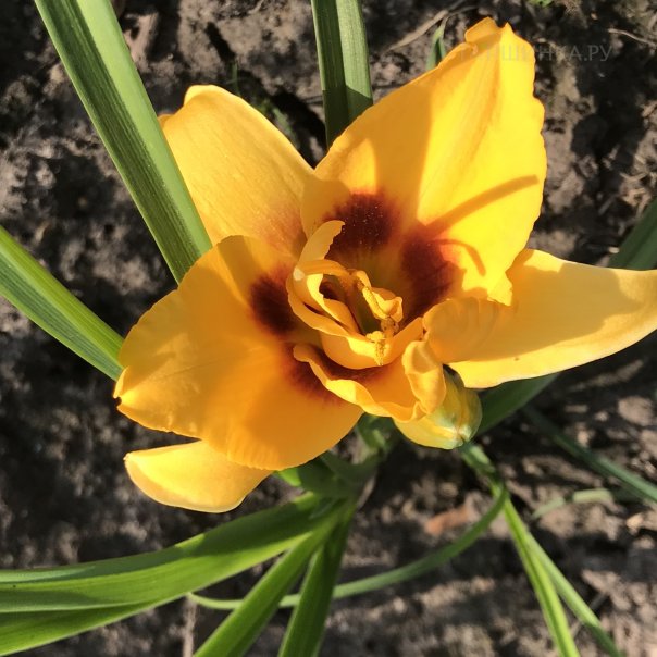 превью изображения отзыва