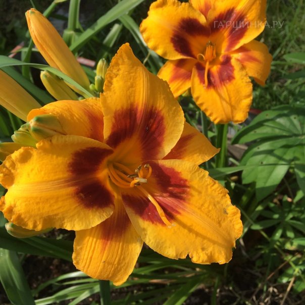 превью изображения отзыва