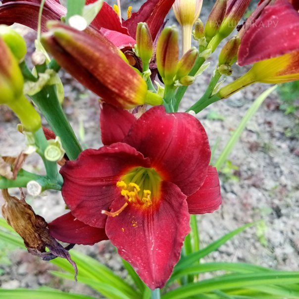 превью изображения отзыва