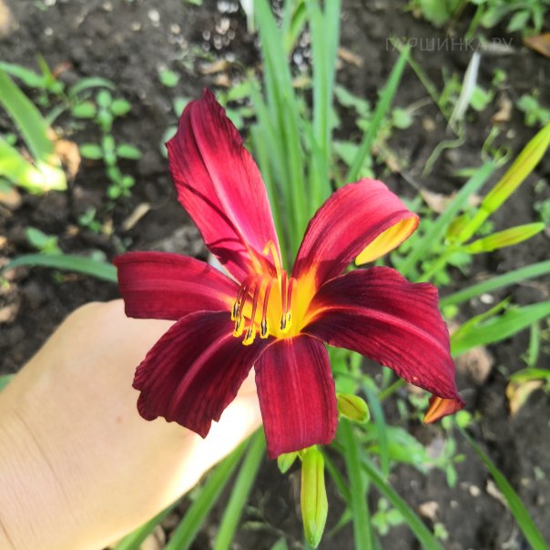 превью изображения отзыва