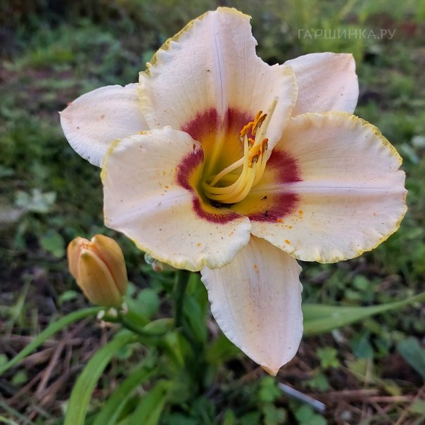 превью изображения отзыва