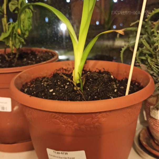 превью изображения отзыва