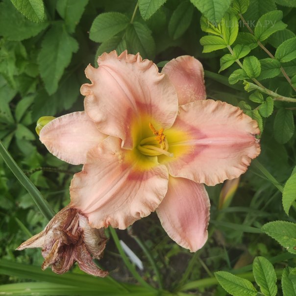 превью изображения отзыва