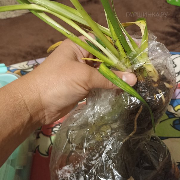 превью изображения отзыва