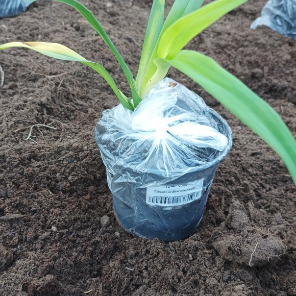 превью изображения отзыва