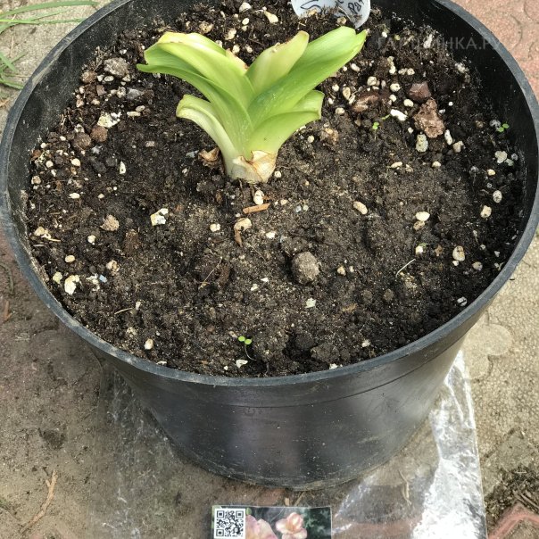 превью изображения отзыва