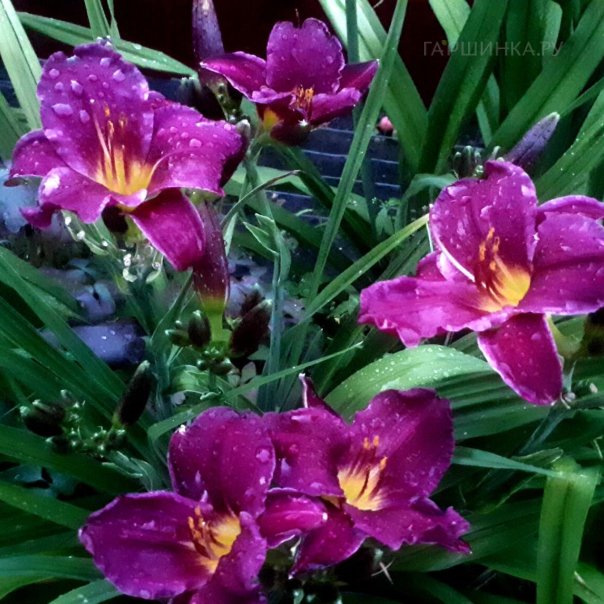 превью изображения отзыва