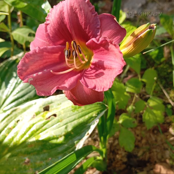 превью изображения отзыва