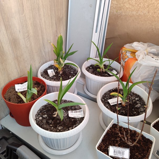 превью изображения отзыва