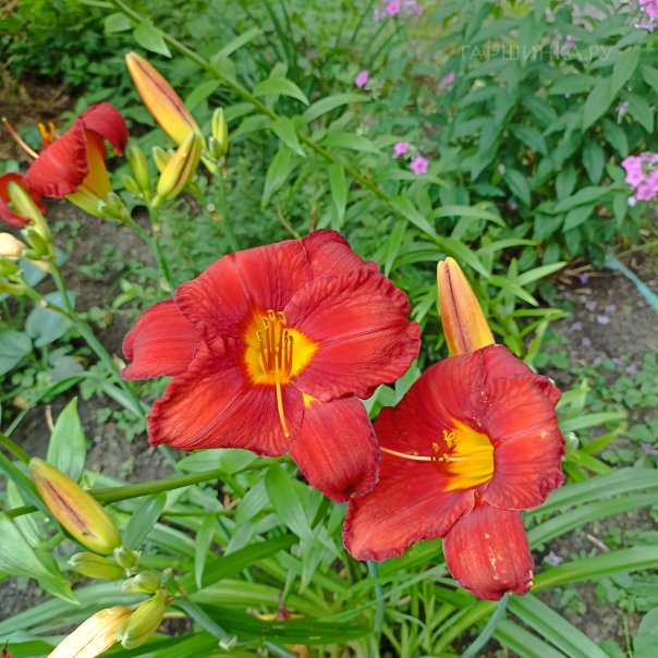 превью изображения отзыва