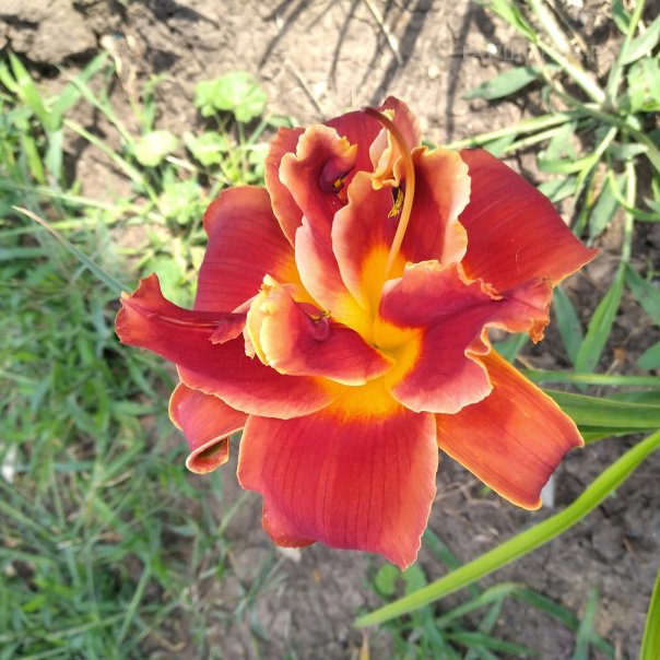 превью изображения отзыва