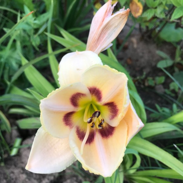 превью изображения отзыва